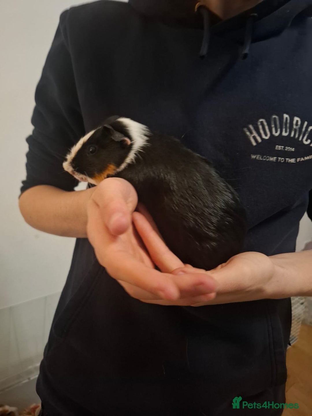 Guinea Pig rodents for sale: 2 1 year old male guinea pigs and cage - Image 8