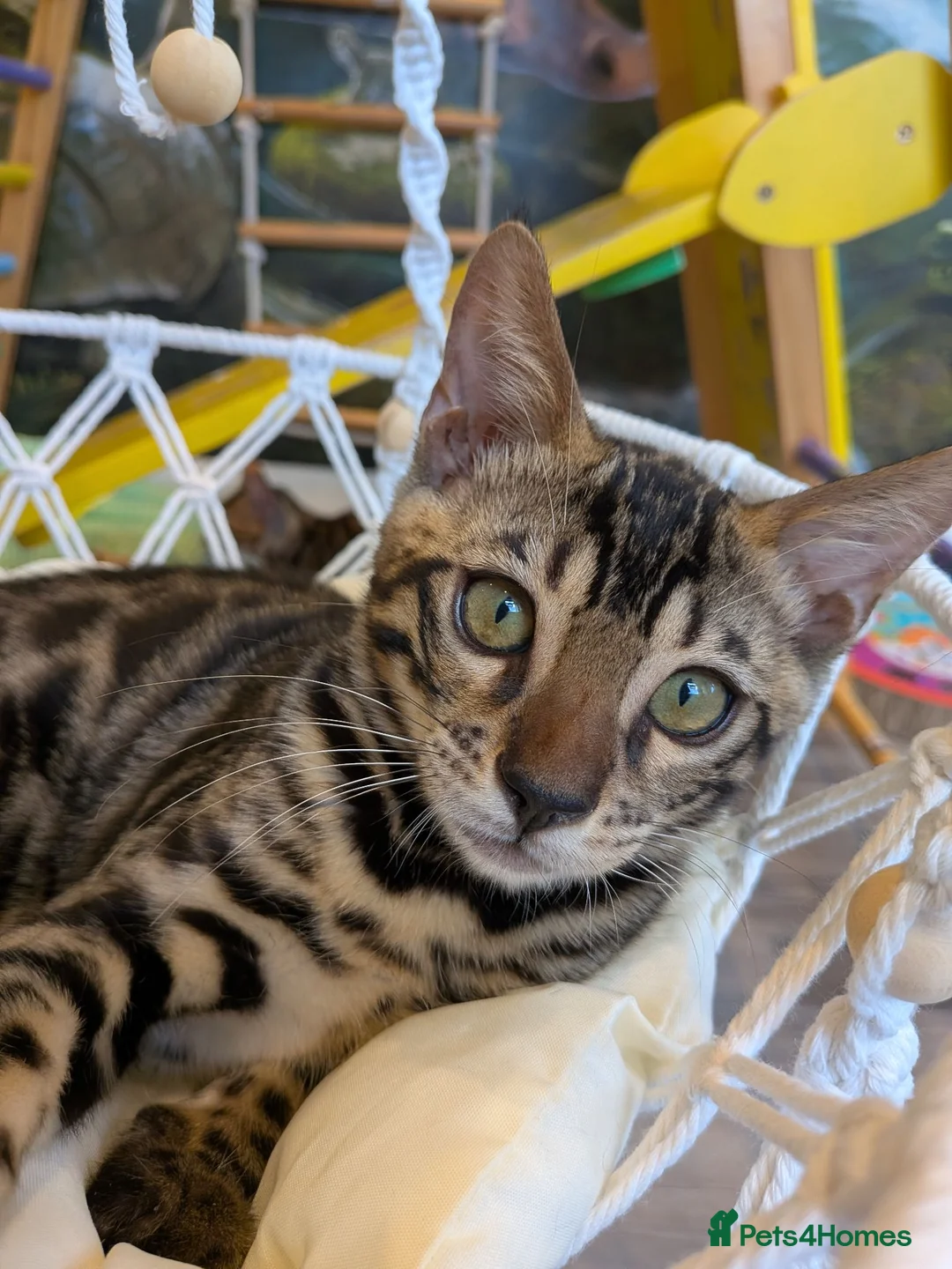 Bengal cats for sale: Last Charcoal Bengal boy kitten ready to leave  - Advert 2