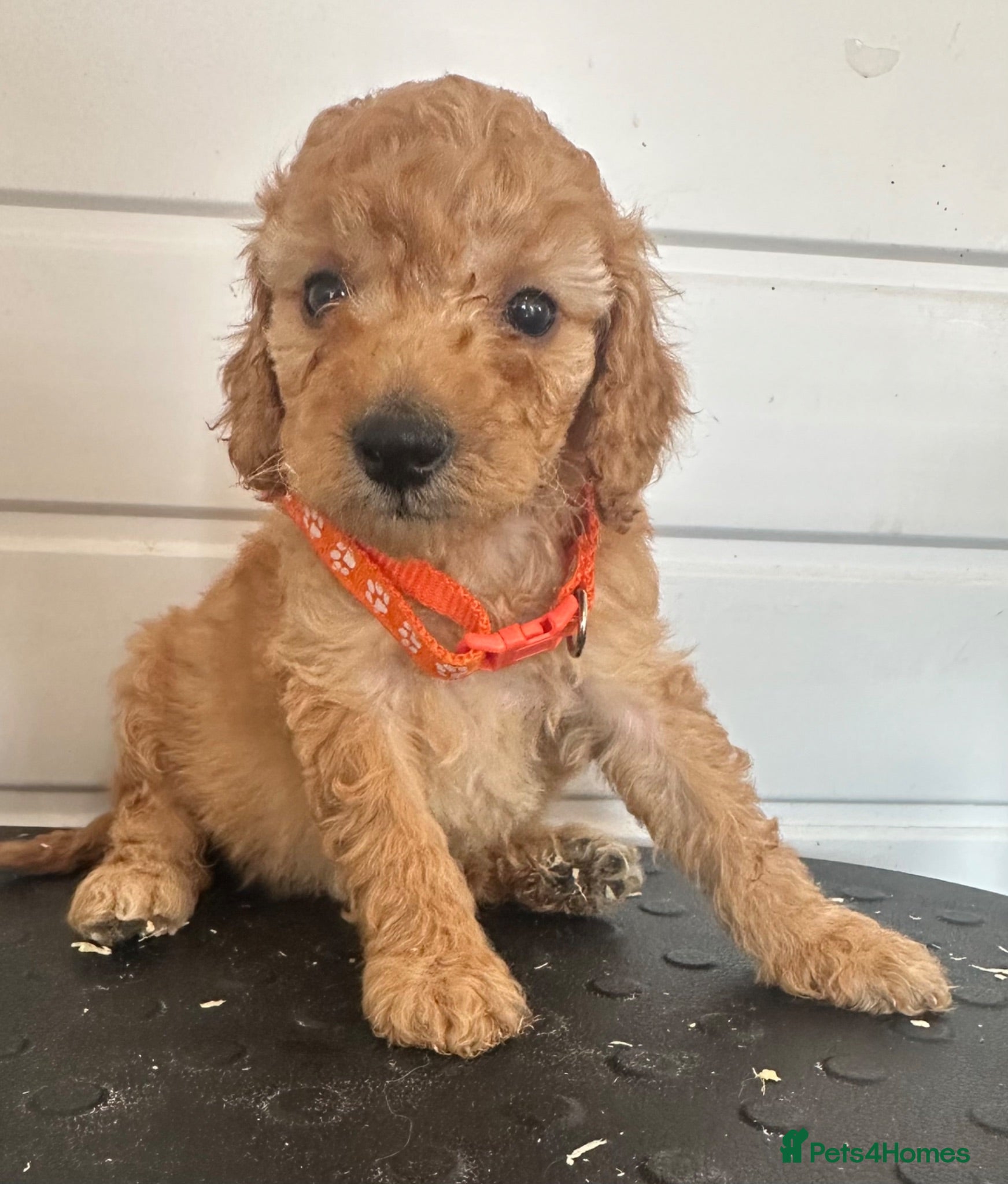 Cockapoo dogs Licensed F1b Cockapoos £1000 - Advert 17