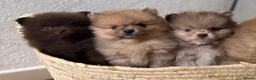 Pomeranian dogs for sale: CHAMPION LINES KC POMERANIAN PUPPIES  - Advert 13
