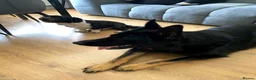 German Shepherd dogs for sale: Bruno German Shepherd  - Advert 3