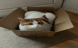 British Shorthair cats for sale: Three years cat  - Image 1