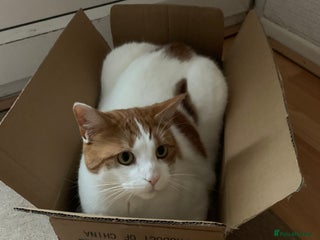 British Shorthair cats - Advert 2