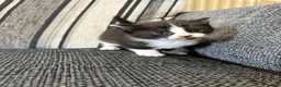 Mixed Breed cats for sale: 2 for £50 in Birmingham - Advert 5