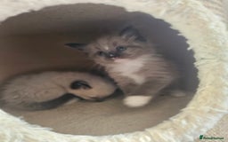 Ragamese cats for sale: 3/4 Ragdoll x 1/4 Siamese Kittens ♡ - Image 8