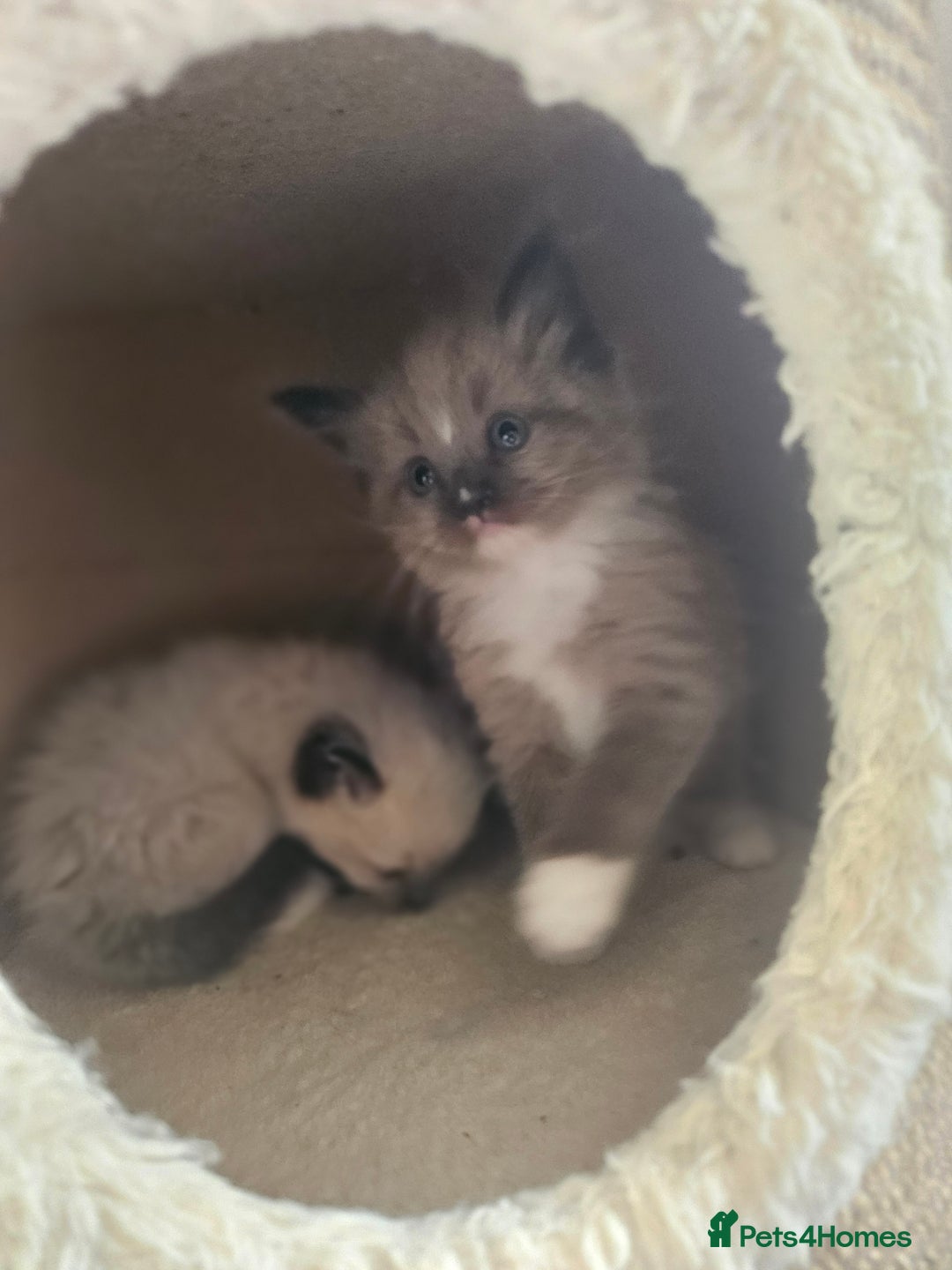 Ragamese cats for sale: 3/4 Ragdoll x 1/4 Siamese Kittens ♡ - Image 8