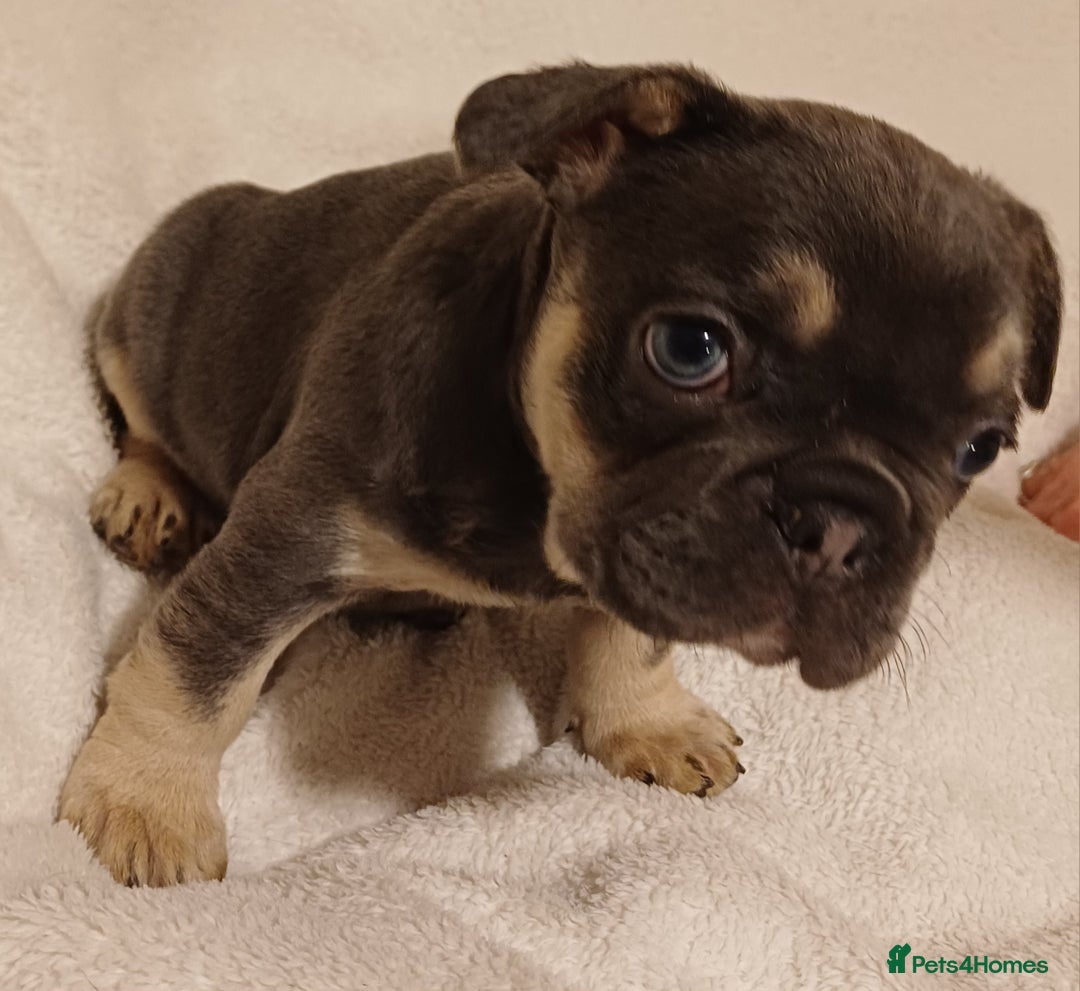 French Bulldog dogs for sale: Beautiful litter of amazing babies  - Advert 2