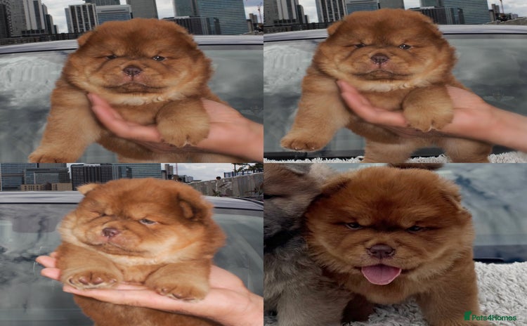 Chow Chow dogs - Advert 1