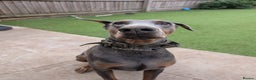 Dobermann dogs for adoption: Doberman male 4 year old.  - Advert 4