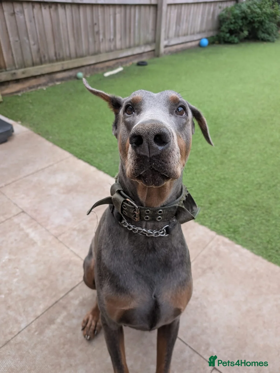 Dobermann dogs for adoption: Doberman male 4 year old.  - Advert 4