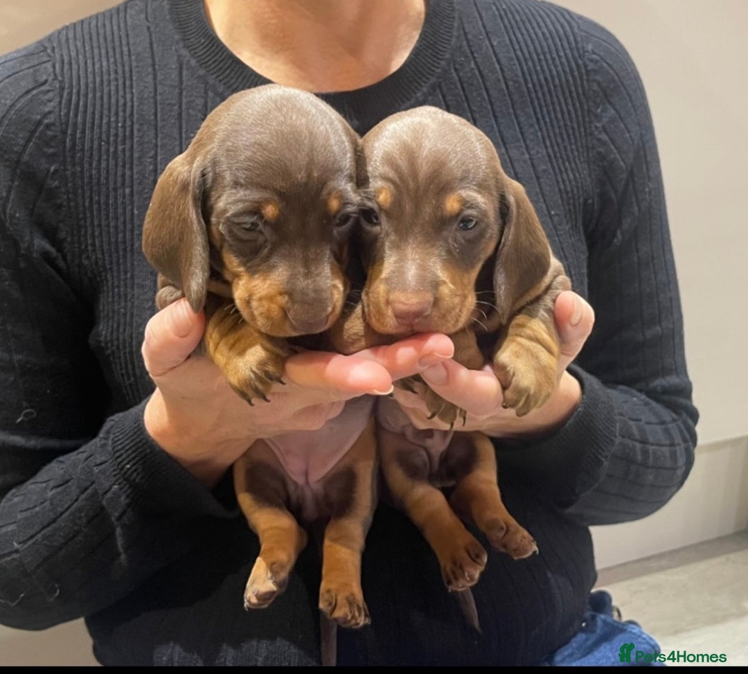 Dachshund dogs for stud: Miniature Dachshund Stud Kc registered & Pra clear in Stowmarket - Image 20