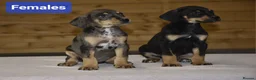 Mixed Breed dogs for sale: Unique hybrid dobermann puppies - Advert 1