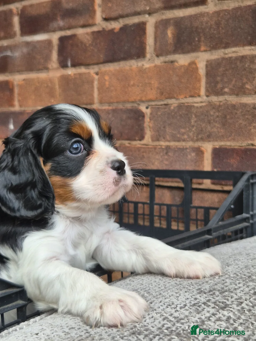 Cavalier King Charles Spaniel dogs for sale: . Gorgeous Cavaliers Looking for Forever Families in Cardiff - Advert 7