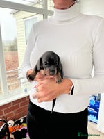 Dachshund dogs Miniature dachshund puppies for sale!!! - Advert 8