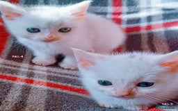 Mixed Breed cats for sale: 4 Gorgeous Pure White Kittens Available 7th Nov - Image 5