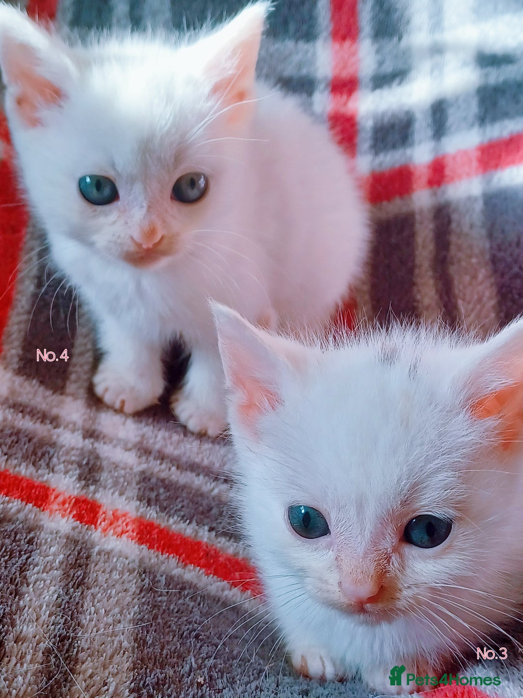 Mixed Breed cats for sale: 4 Gorgeous Pure White Kittens Available 7th Nov - Image 5