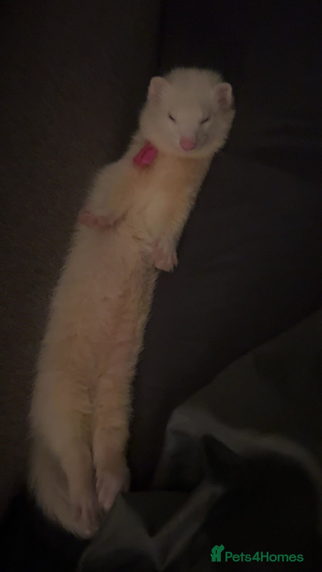 Ferret rodents for sale: bonded ferrets   - Advert 9