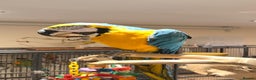 Budgerigars birds for sale: For Sale- Female Blue & Gold Macaw (10 Months Old) - Advert 2