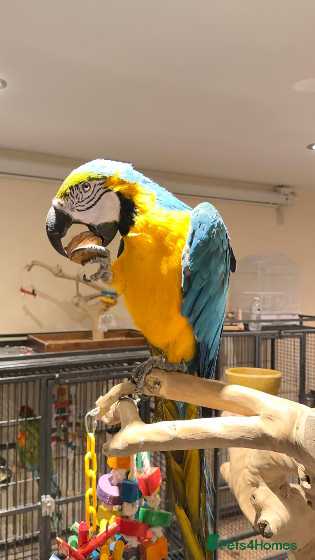 Budgerigars birds for sale: For Sale- Female Blue & Gold Macaw (10 Months Old) - Advert 2