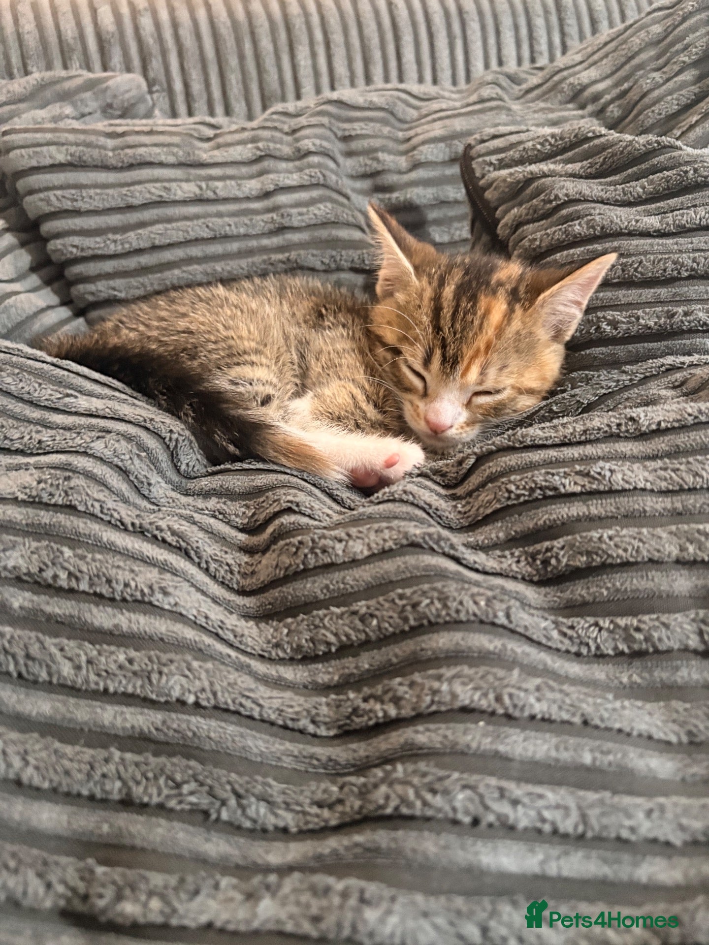 Mixed Breed cats 🐾 LAST KITTEN AVAILABLE 🐾 - Advert 9
