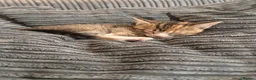 Mixed Breed cats for sale: 🐾 LAST KITTEN AVAILABLE 🐾 in Ashford - Advert 1