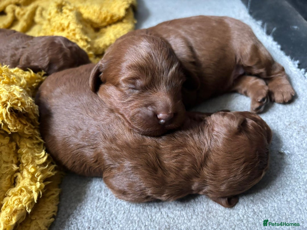 Labradoodle dogs for sale: Labradoodles for sale  - Image 10