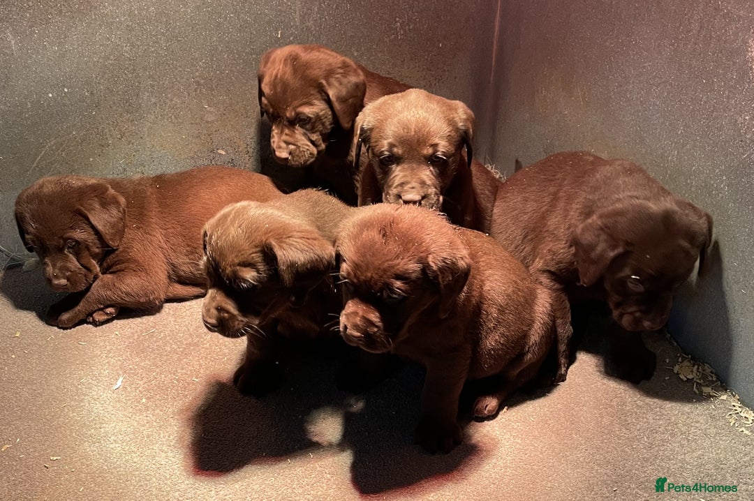 Labrador Retriever dogs for sale: CHOCOLATE LABRADOR PUPPIES - Advert 4