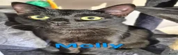 Mixed Breed cats for sale: Free to a good home - Advert 16