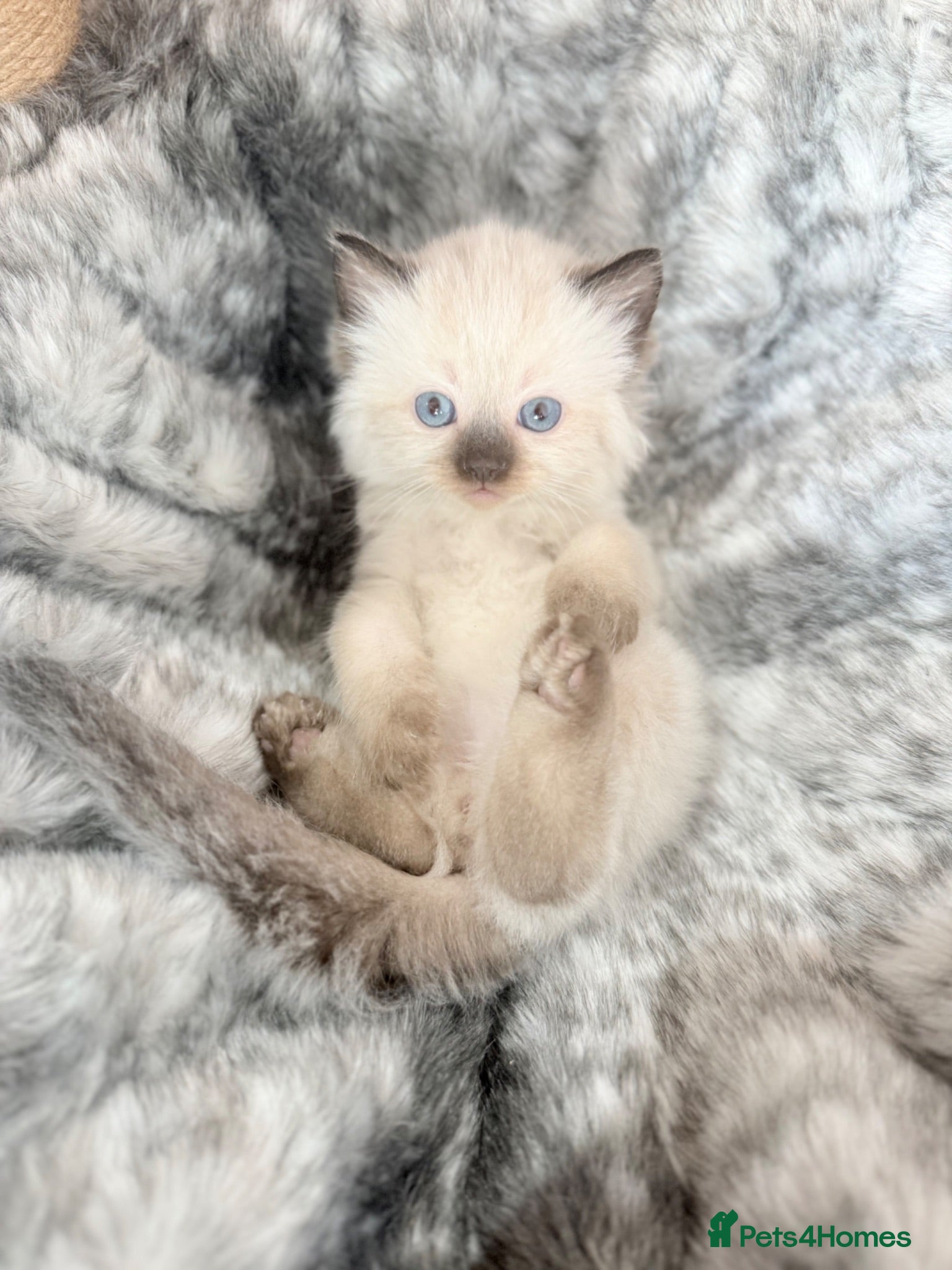Ragdoll cats Beautiful Ragdoll Kittens for sale  - Advert 2