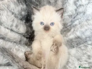 Ragdoll cats Beautiful Ragdoll Kittens for sale - Advert 2