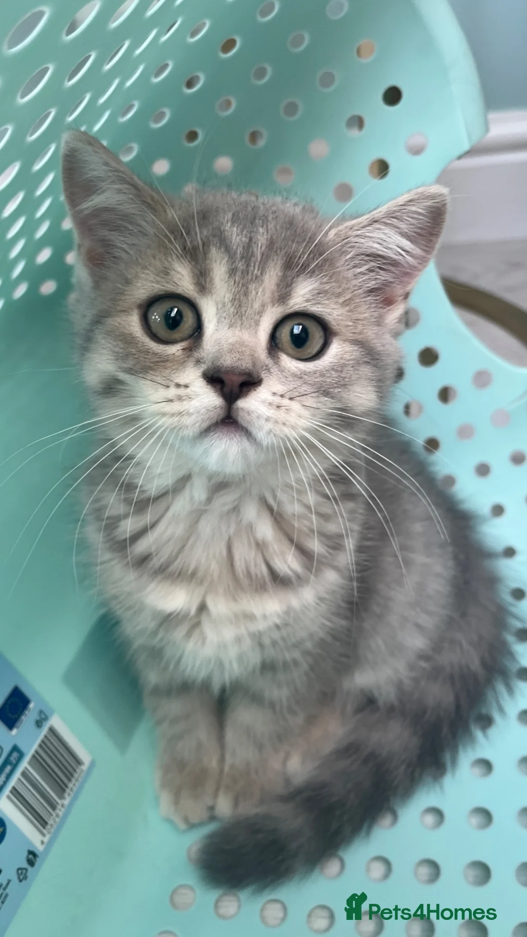 Scottish Fold cats for sale: Beautiful Scottish fold and straight kittens  - Advert 1