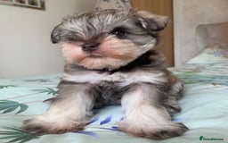 Miniature Schnauzer dogs for sale: KC BVA/MAC Chocolate Pepper Mini Schnauzers - Image 3