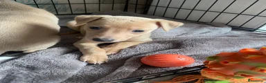 Whippet Puppy 1