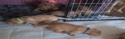 Labrador Retriever dogs for sale: Fox Red Labrador pups - Advert 22