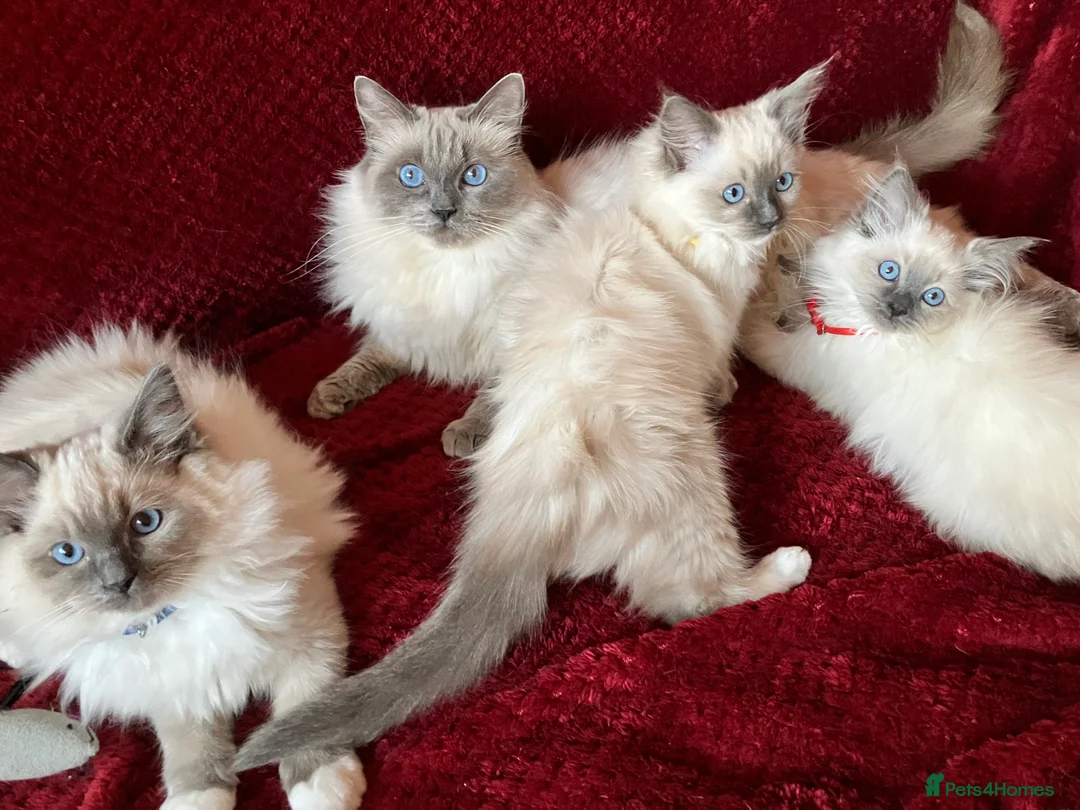 Ragdoll cats for sale: ChampionBloodline 5GENpedigree BSH GCCFreg.parents - Advert 5