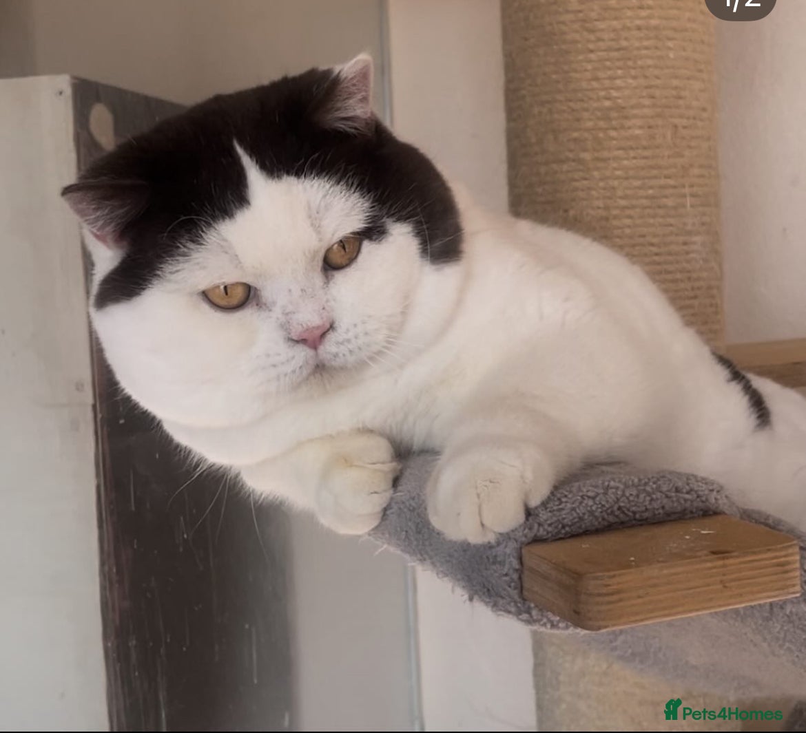 British Shorthair cats Two BSH registered champion line boys  - Advert 2
