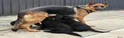 German Shepherd dogs for sale: German shepherd puppies available in Plymouth - Advert 2