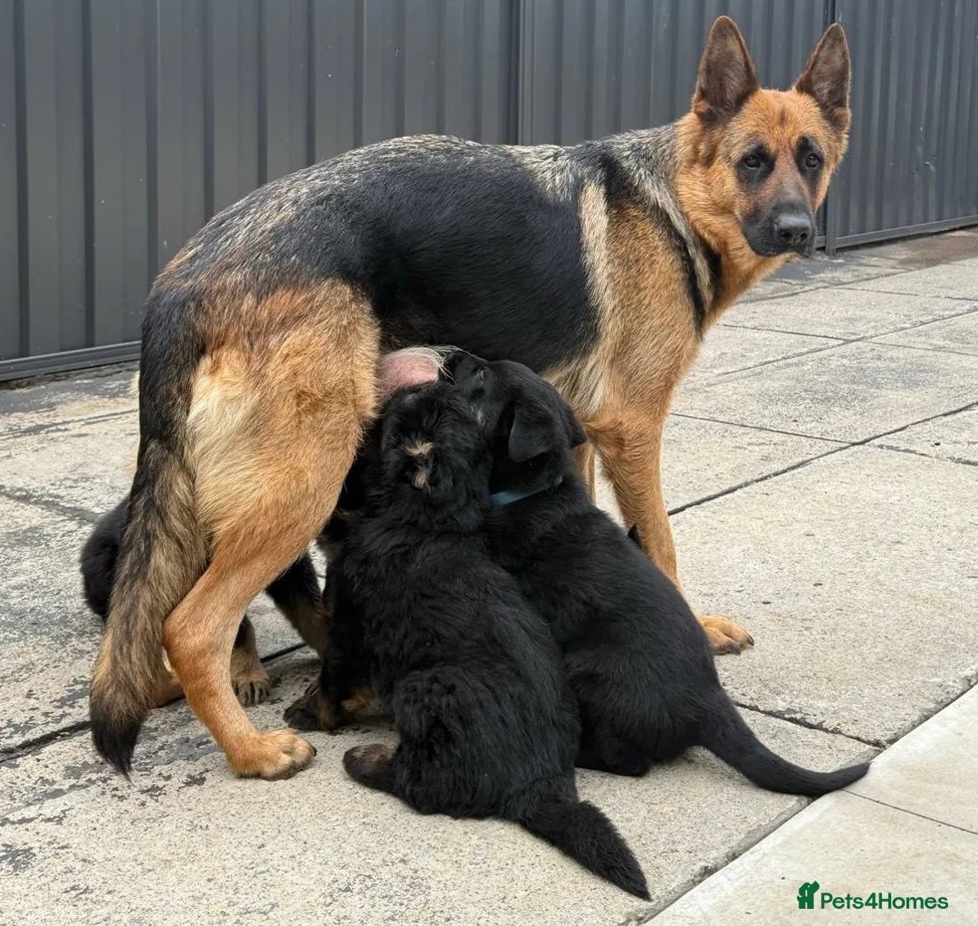 German Shepherd dogs for sale: German shepherd puppies available in Plymouth - Advert 2