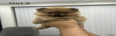 Pomeranian Puppy 4