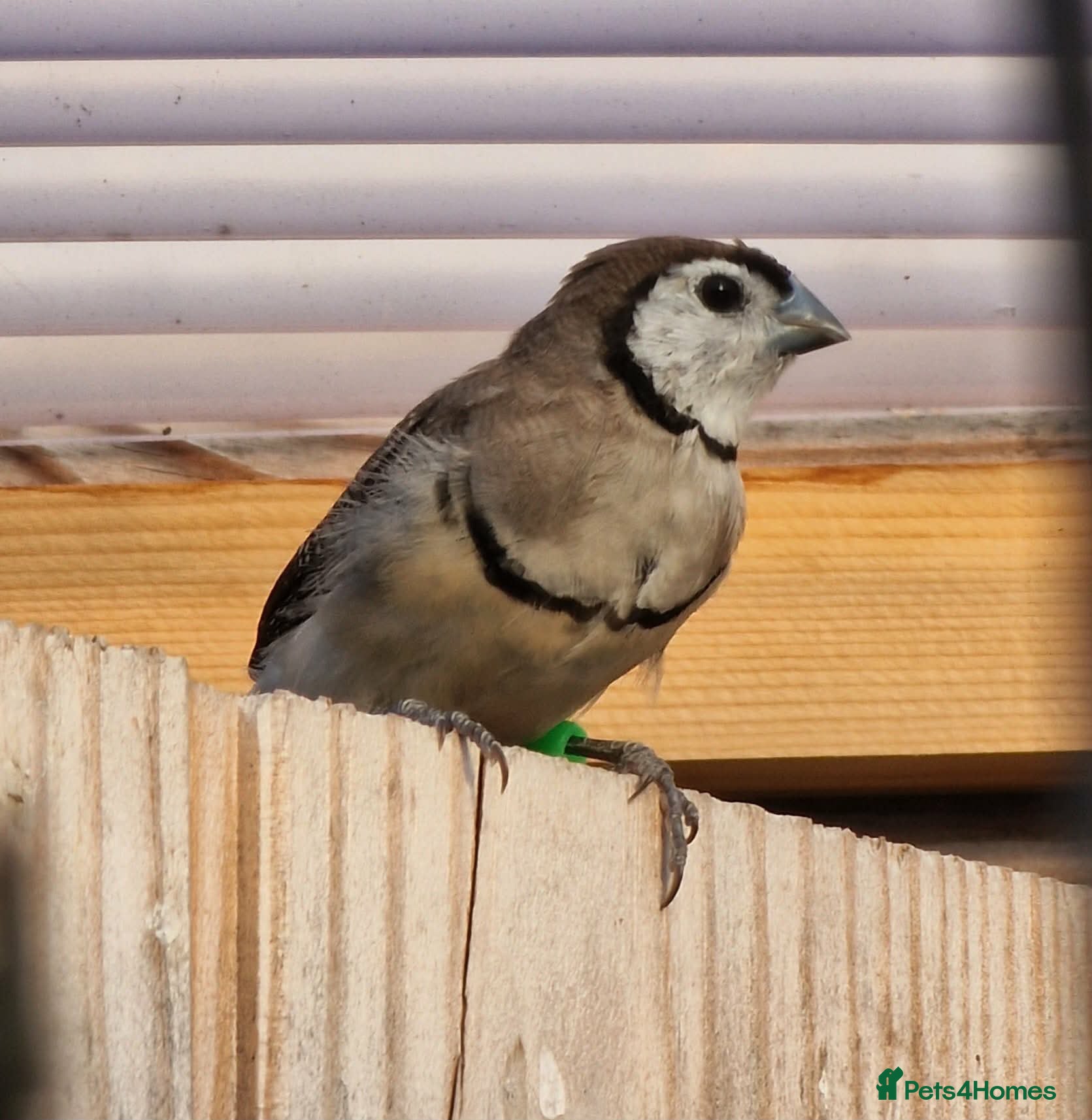 Finches birds Female Owl Finch rung - Advert 3