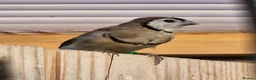 Finches birds for sale: Female Owl Finch rung - Advert 1