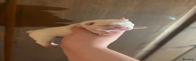 Platinum Male