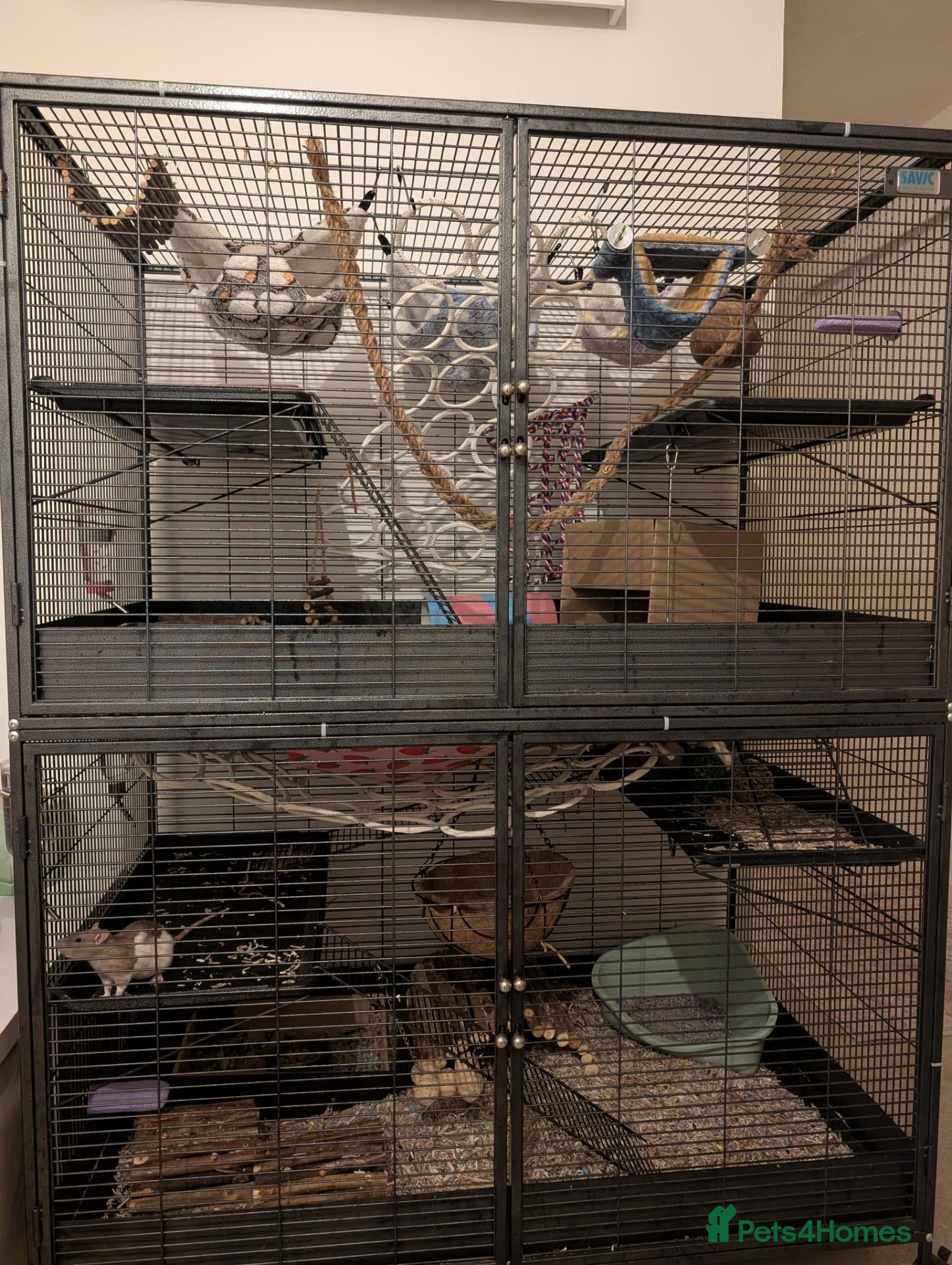Rat rodents 4 female rats with cage and accessories  - Advert 3
