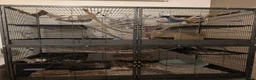 Rat rodents for sale: 4 female rats with cage and accessories  - Advert 1