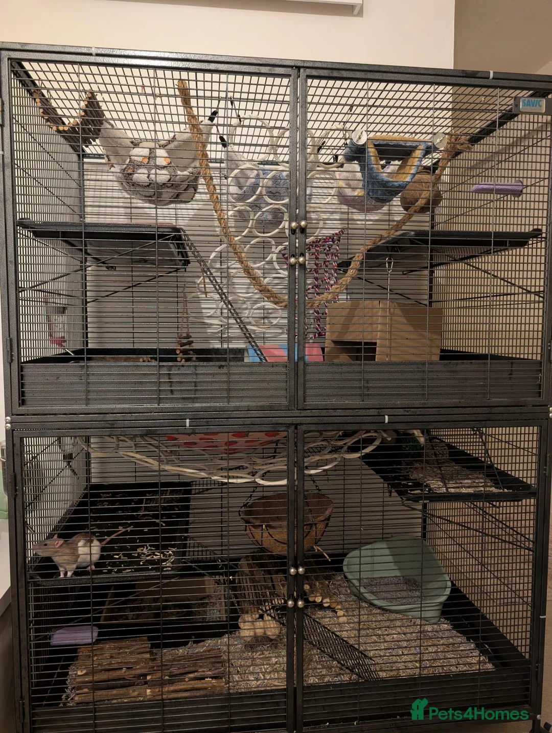Rat rodents for sale: 4 female rats with cage and accessories  - Advert 1