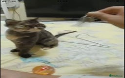 Mixed Breed cats for adoption: ELLIE -IS SHE NOT AMAZING LOOKING PERSIAN KITTEN?? - Image 5