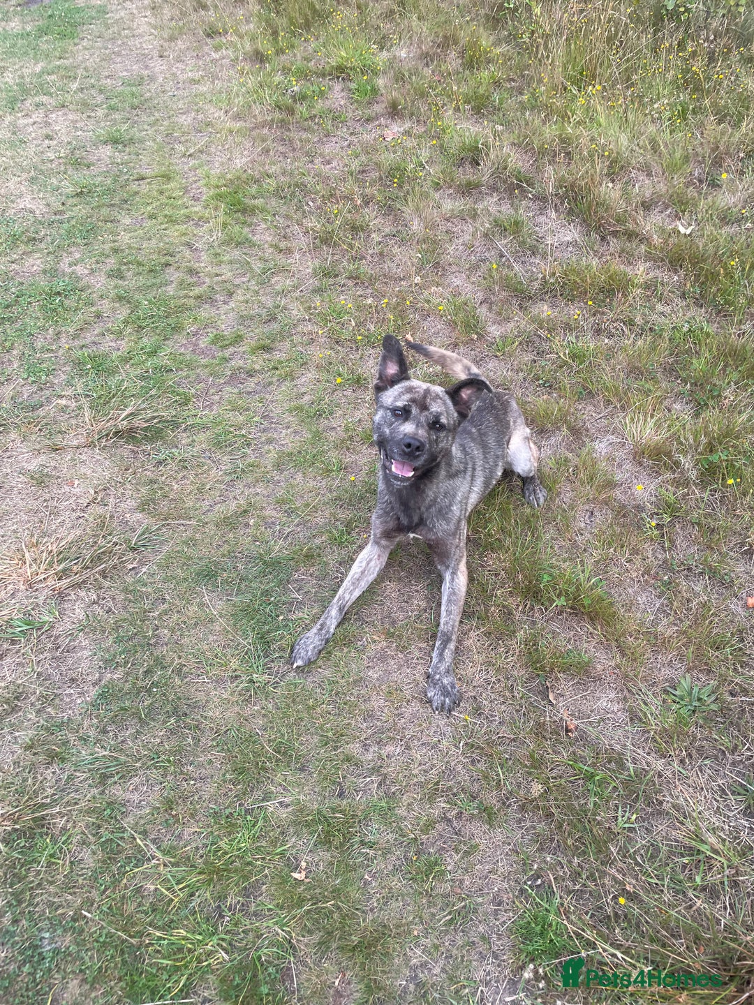 Mixed Breed dogs for sale: Togo, experienced owner only - Image 1