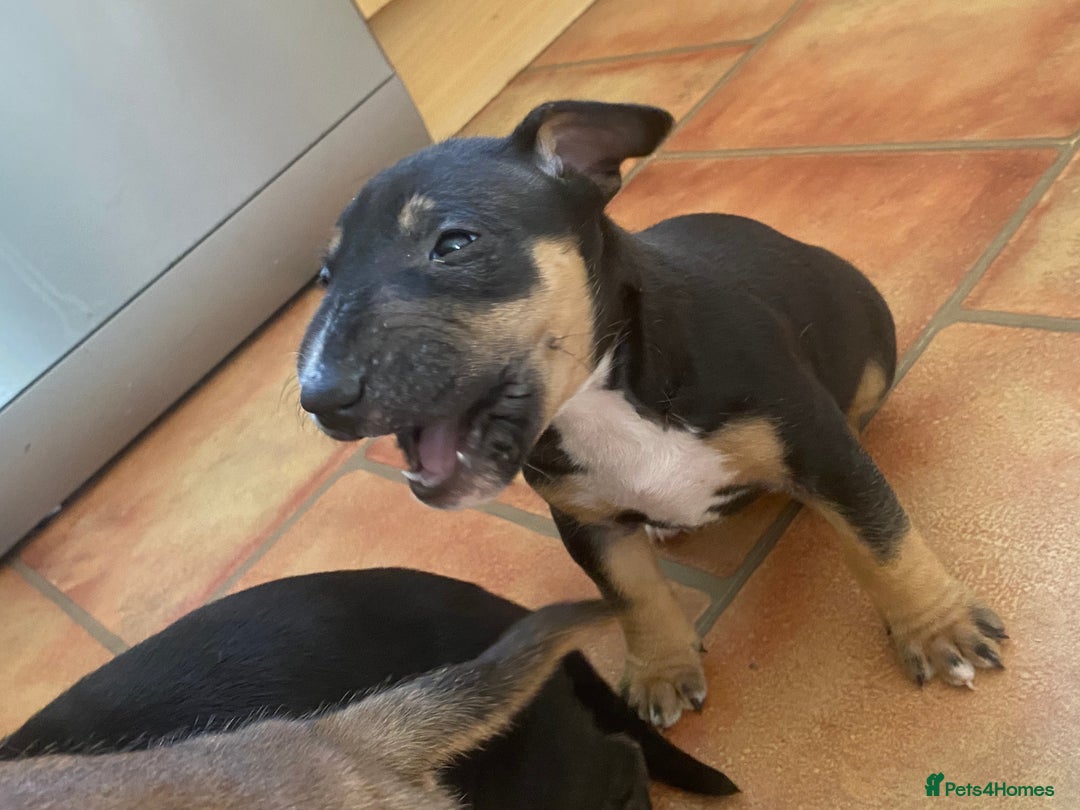 English Bull Terrier dogs for sale: English bull terrier puppies 2 boys left - Image 6