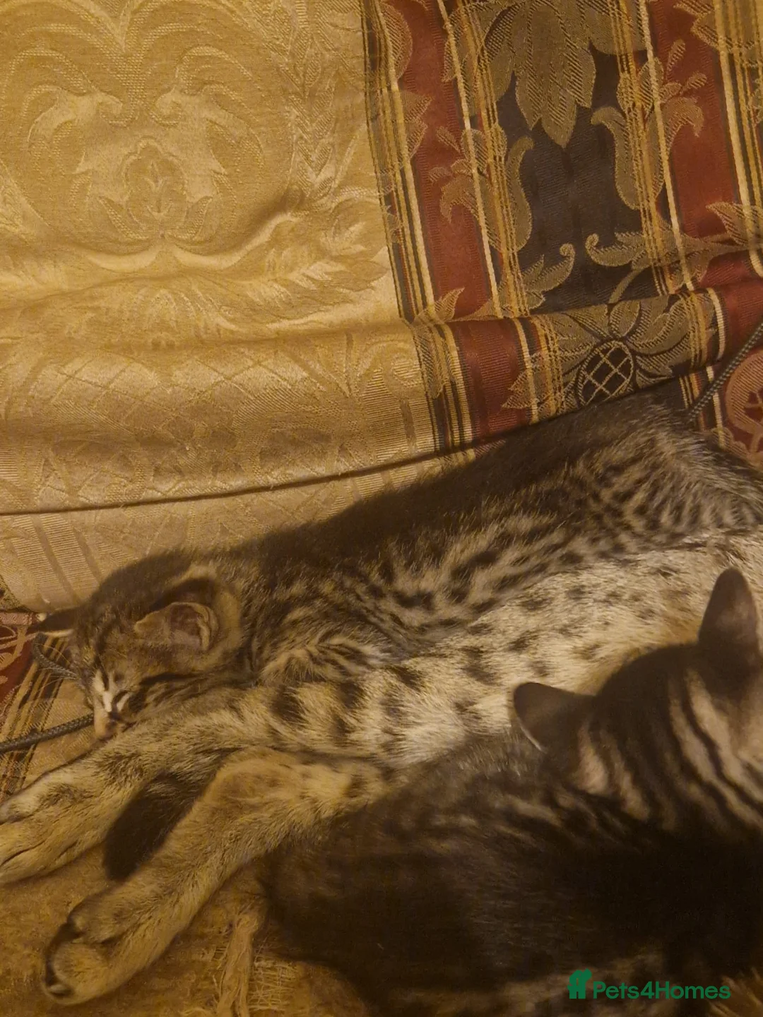 Savannah cats for sale: F5 Savannah x DSH kittens  in Hull - Advert 2