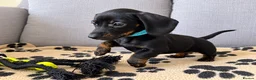 Miniature Dachshund dogs for sale: READY TO GO Stunning true mini KC Dachshund - Advert 5